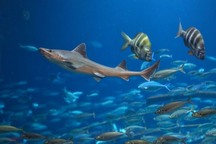 Im Aquarium „Offener Atlantik“ sind mehrere Haiarten zu sehen, darunter auch Glatthaie.