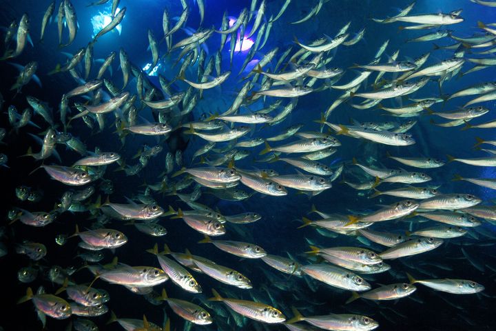 Die Makrelenschwärme ziehen im größten Aquarium des OZEANEUMs ihre Runden.
