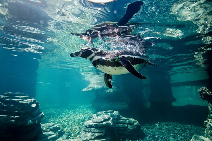 Die Humboldt-Pinguine im OZEANEUM stammen aus Nachzuchten und sind in Zoos in M-V aufgewachsen.