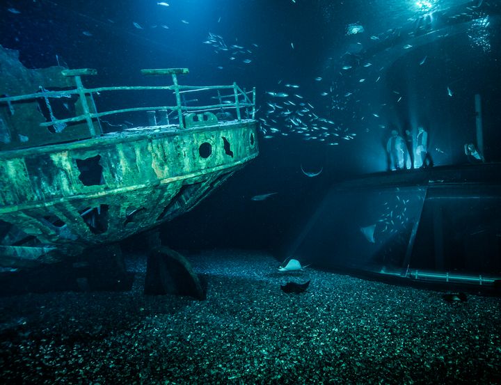 Das Aquarium "Offener Atlantik" kann von zwei Ebenen aus betrachtet werden.